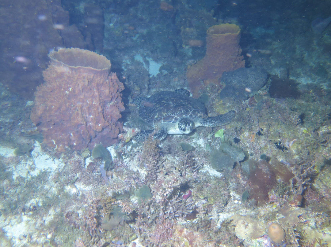 Alpha Plongée Martinique-Les Anses d'Arlet必去景点