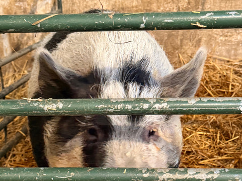 Kinedale Donkeys-Ballynahinch必去景点