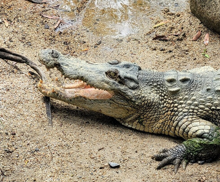 Hartley's Crocodile Adventures-Wangetti必去景点