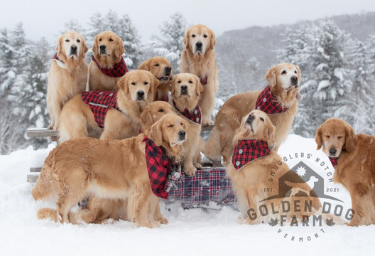 Golden Dog Farm-Jeffersonville必去景点