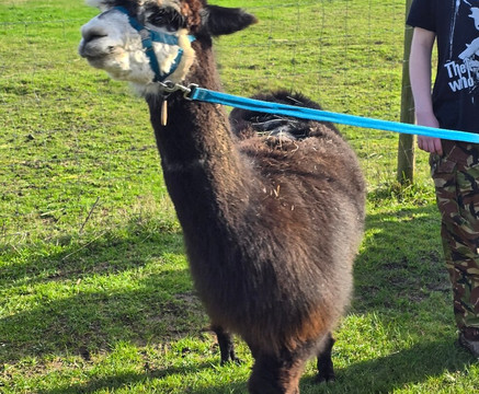 All Things Alpaca Ltd-切姆斯福德必去景点