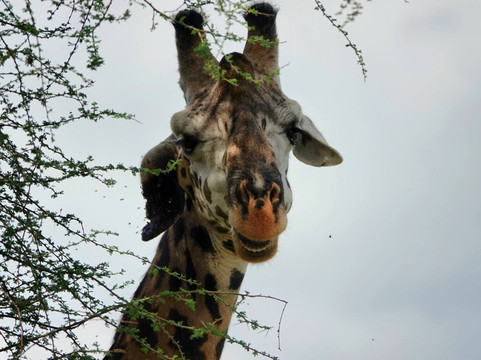 Ranger Safaris-阿鲁沙必去景点
