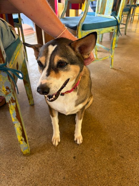 白金汉宫广场酒店-官方