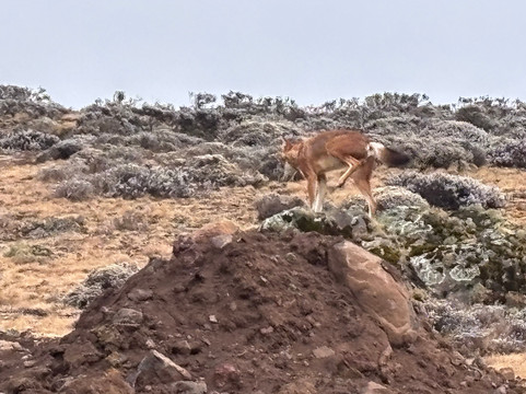 Bale Mountains Trekking Tours