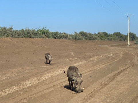 朱吉鸟类保护区-圣路易必去景点