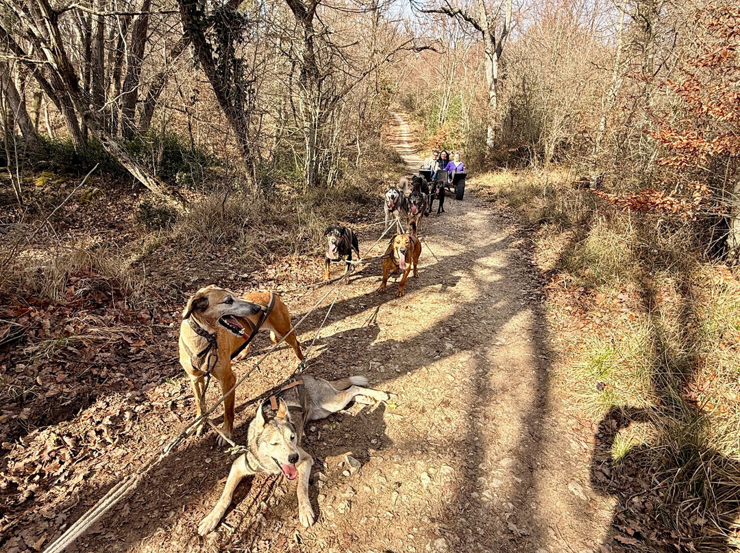 Evasion Canine-枫丹白露必去景点