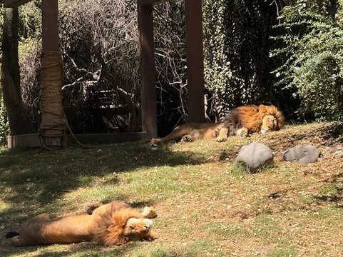 Zoológico de Chapultepec-墨西哥城必去景点