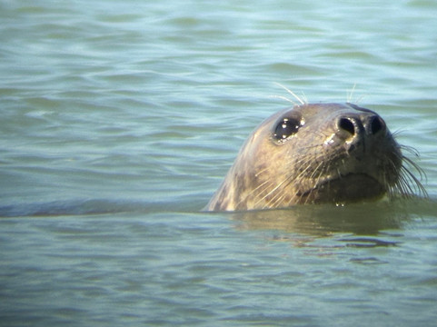 Visiter la baie de Somme-Fort-Mahon-Plage必去景点