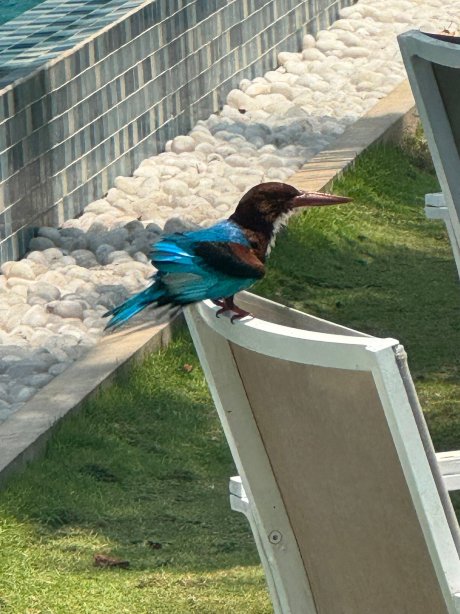 斯里沙拉维海滩水疗别墅-官方