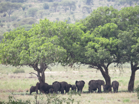 Tanzania Specialist-阿鲁沙必去景点