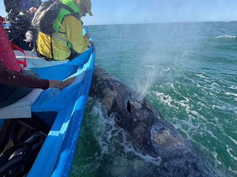 Pure Baja Travels-San Ignacio必去景点