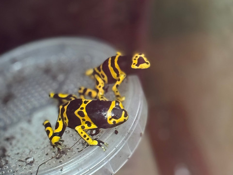 Newquay Zoo-纽奎必去景点