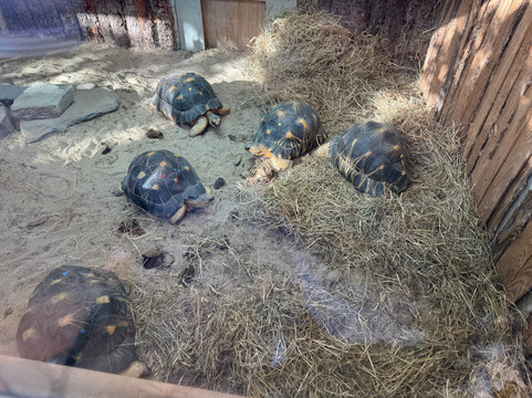 Newquay Zoo-纽奎必去景点