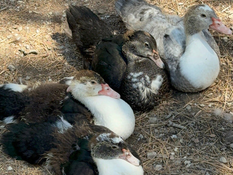 Plaka Forest-Kós必去景点