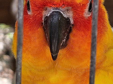 Cayman Parrot Sanctuary-East End必去景点