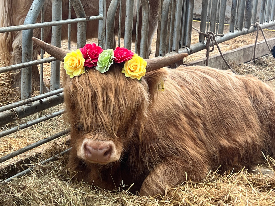 Rhosyn Farm Highland Cattle Experiences