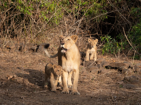 Wildlife Expeditions India-Khatia必去景点