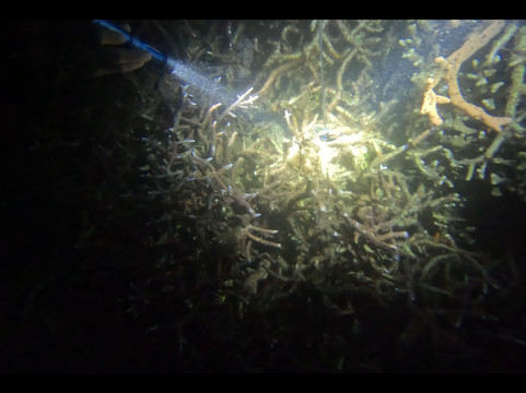 Solitude Lembeh Resort主图