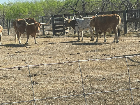 King Ranch Visitor Center-Kingsville必去景点