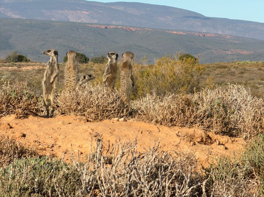 Five Shy Meerkats, Meerkat Adventure-奥兹洪必去景点