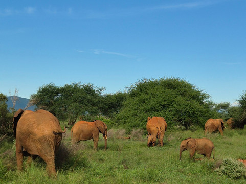 Safari po naszemu-内罗毕必去景点