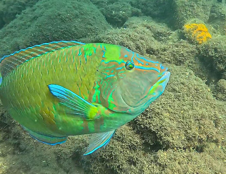 Narwhal-伊利亚贝拉必去景点