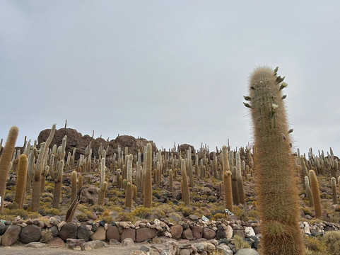 Isla Incahuasi-乌尤尼必去景点