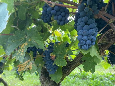 Winnica Natale-Bolimow必去景点