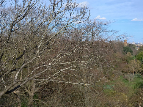 Treetop Walkway-Richmond必去景点