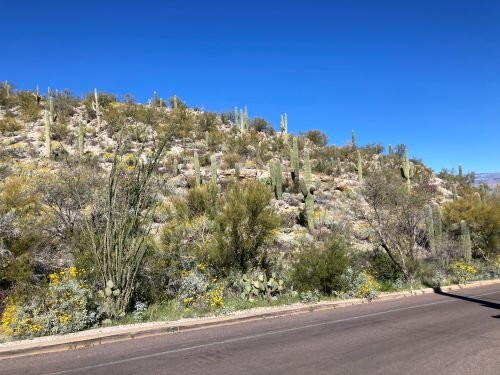 Cactus Forest Drive-图森必去景点