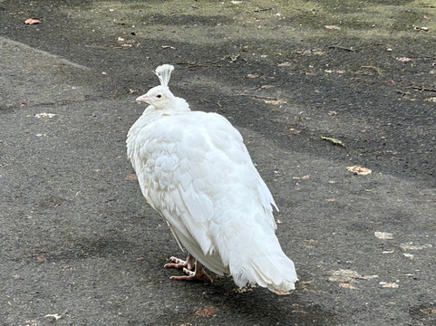 登纳德里花园酒店主图
