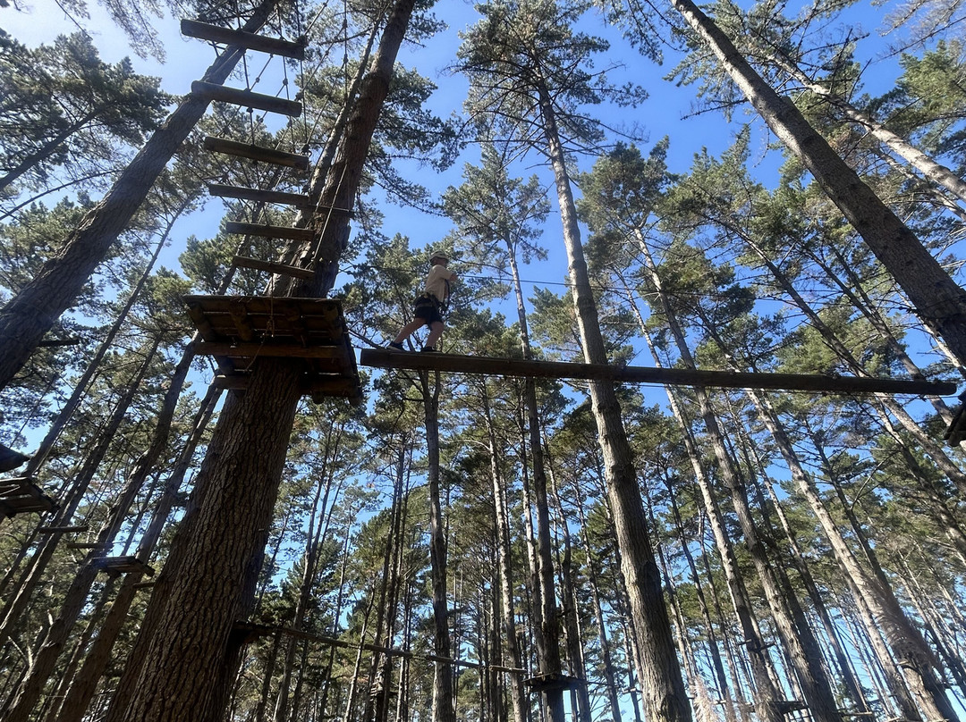 Tree Adventures-伍德山必去景点