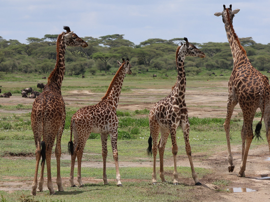 Evergreen Escape Expeditions - Africa-南由基必去景点