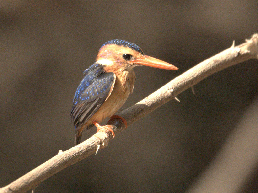 Senegambia Birding-Mandinari必去景点