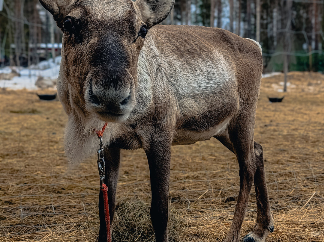 Northern Lights Park-罗瓦涅米必去景点