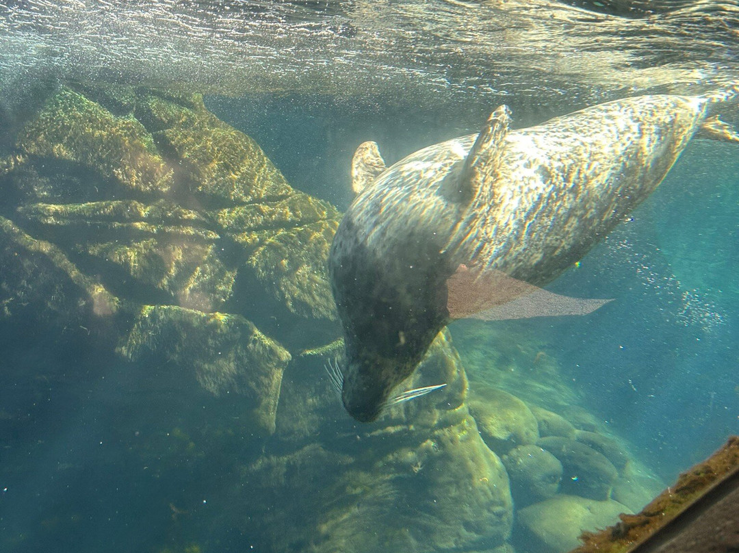 Oregon Coast Aquarium-纽波特必去景点