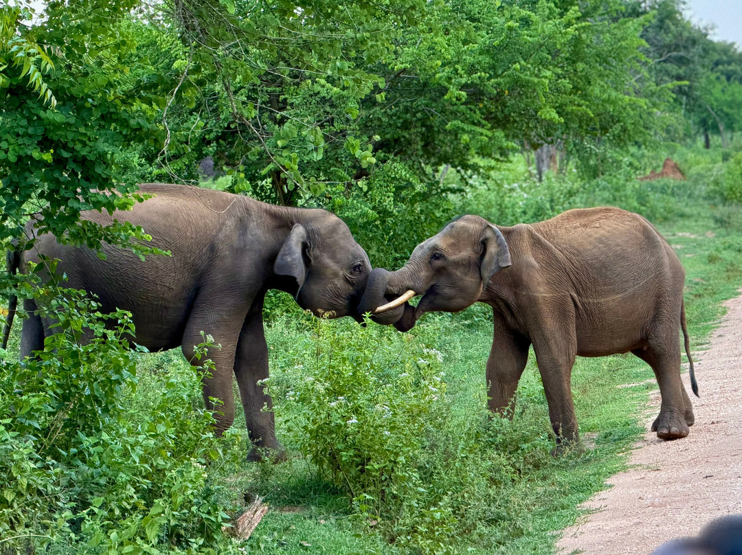Ethical Safari Adventure by Ashan