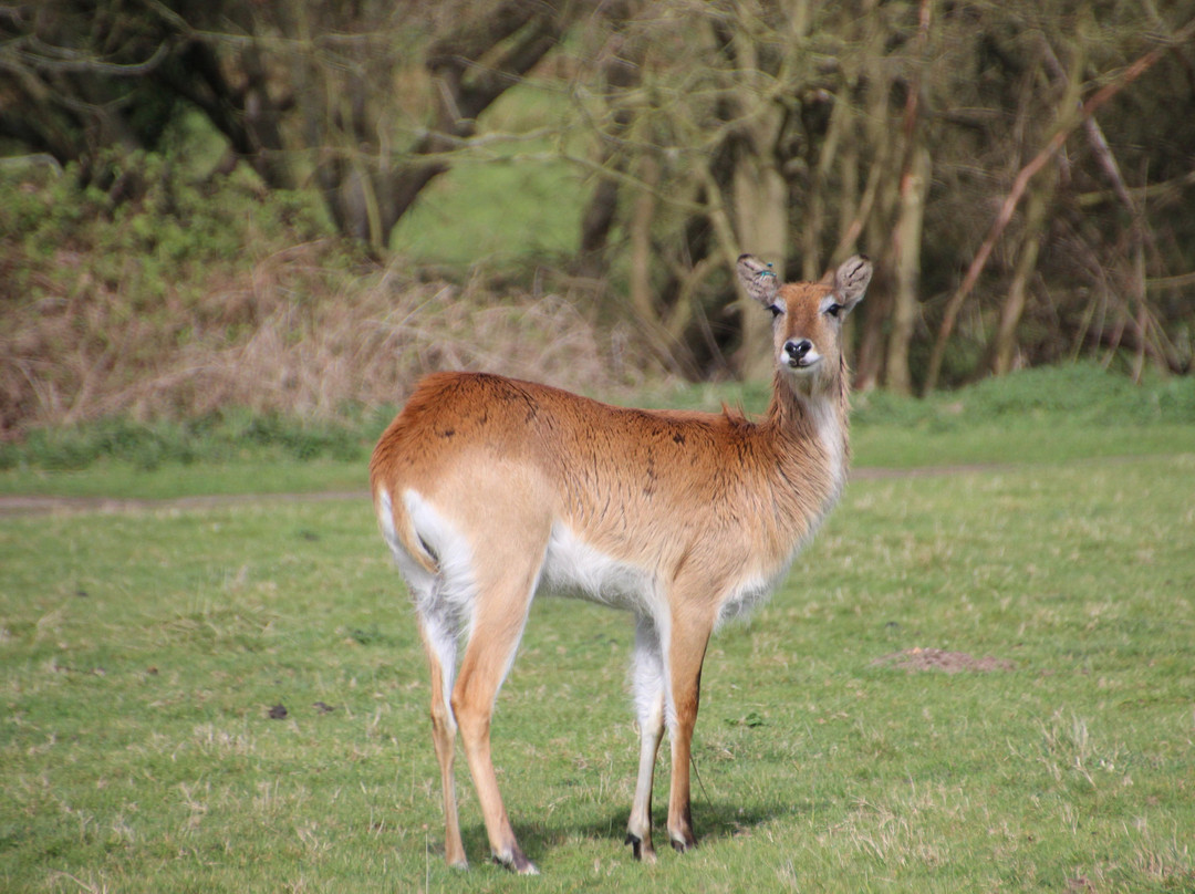 Watatunga Wildlife Reserve-金斯林必去景点