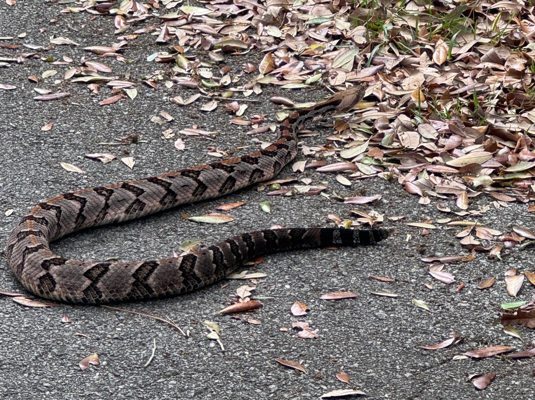 Harris Neck National Wildlife Refuge-萨凡纳必去景点
