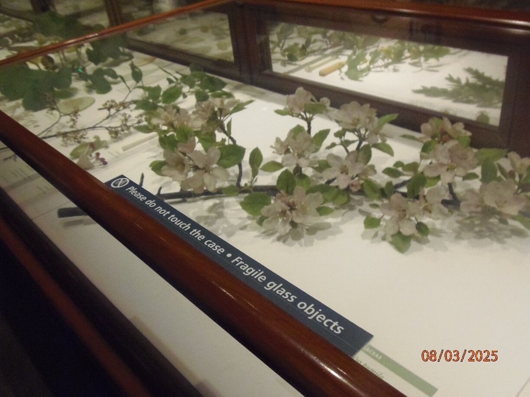 Harvard Museum of Natural History-剑桥必去景点