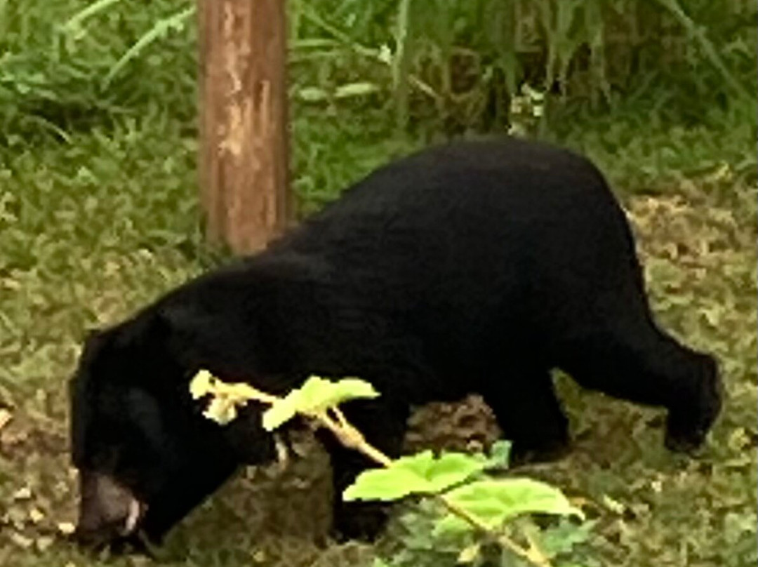 Bear Sanctuary Ninh Binh-宁平必去景点