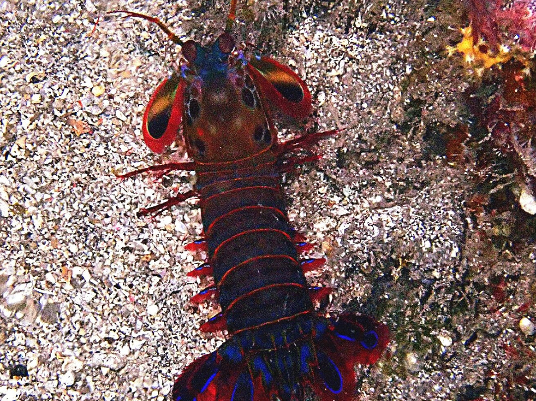 Abyss Dive Center Bali-艾湄湾必去景点