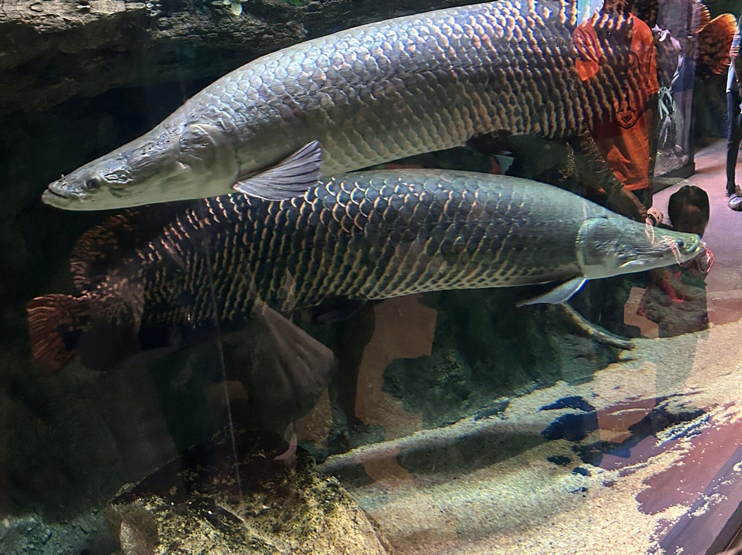 Angkor Wildlife & Aquarium-暹粒必去景点