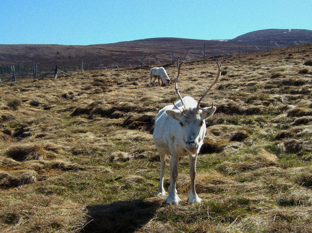 Cairngorm Reindeer Herd-Glenmore必去景点