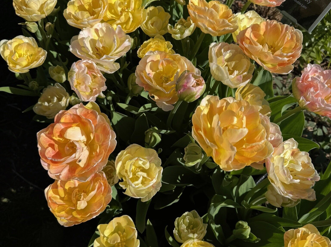 风车岛花园-荷兰村必去景点
