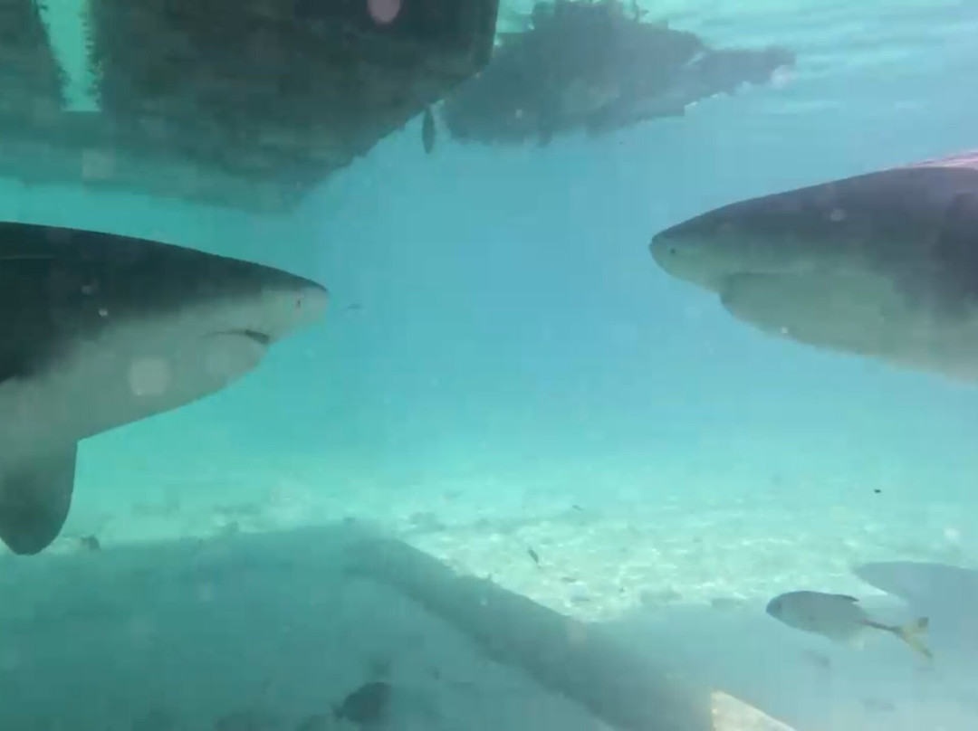 Neal Watson's Bimini Scuba Center-Alice Town必去景点