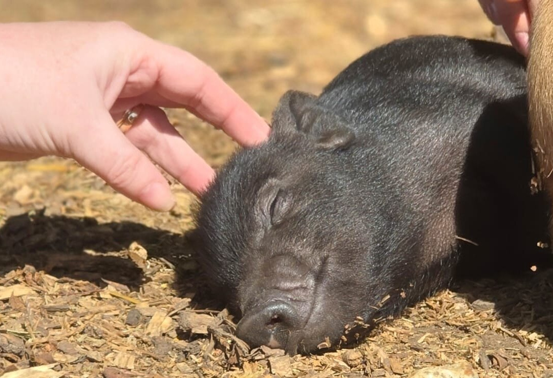 Kew Little Pigs Farm Ltd-Amersham必去景点