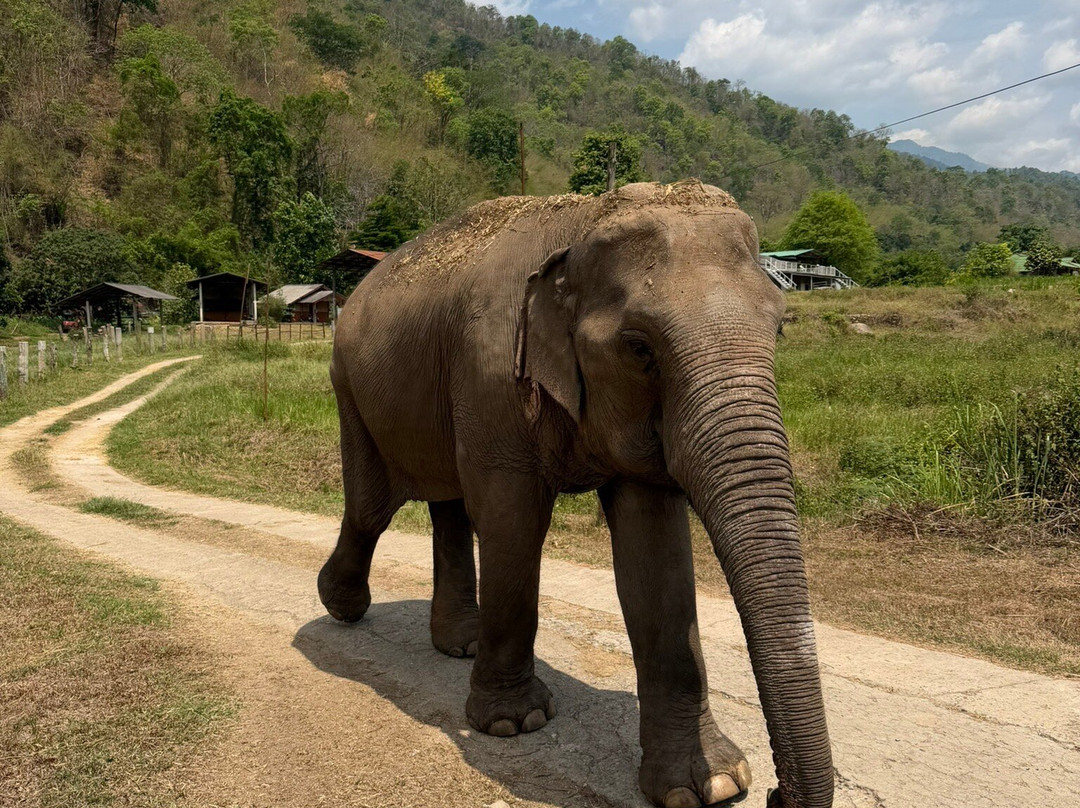 Doi Lom Elephant Rescue Sanctuary-夜登必去景点