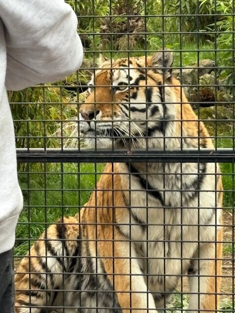 Hertfordshire Zoo-布罗克斯本必去景点