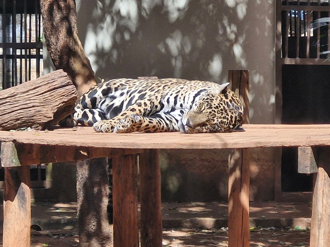 Parque Zoológico De Goiânia-戈亚尼亚必去景点
